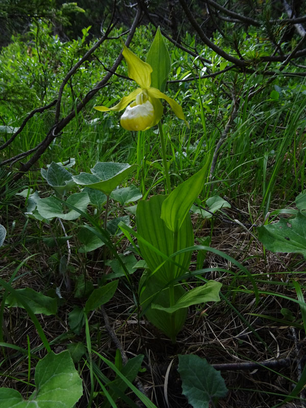 Cypripedium calceolus f. flavum